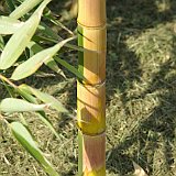 Phyllostachys praecox viridisulcata 5 2012.JPG